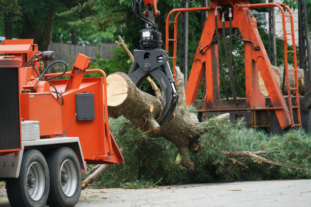 Lower Grand Lagoon, FL Tree Services Company